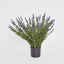 68cm Potted Lavender Bush