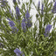 68cm Potted Lavender Bush
