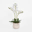 Potted Ascocenda Orchid