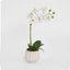 Ribbed Real Touch Potted Phalaenopsis Orchid SML