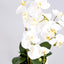 Spike Real Touch Potted Phalaenopsis Orchid LGE