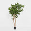180cm Audrey Ficus Tree