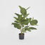 64cm Potted Audrey Ficus Tree