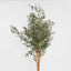 150cm Olive Tree