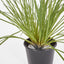 Potted Grenn grass bush 40cm