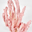 Shelley Pink Coral 15X9X16CM