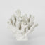 Bay White Coral 19X18X17CM