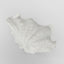 Santi White Sea Snail 14X7X10CM