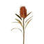 Dried Look Banksia Stem 56cm Tan - Pack of 12