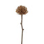 Dried Look Pincushion Stem 61cm Brown