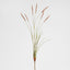 Foxtail grass Spray Pink