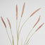 Foxtail grass Spray Pink
