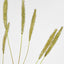 Foxtail grass Spray Green