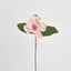 Soulangiana Magnolia Stem 60cm Pink - Pack of 12