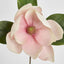 Soulangiana Magnolia Stem 60cm Pink - Pack of 12
