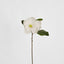 Soulangiana Magnolia Stem 60cm White - Pack of 12