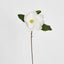 Soulangiana Magnolia Stem 60cm White - Pack of 12