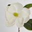 Soulangiana Magnolia Stem 60cm White - Pack of 12