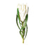 Protea Queen Stem 63cm White - Pack of 12