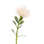 Protea Stem 61cm Cream - Pack of 12