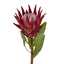 Protea King Stem 75cm Red
