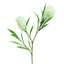 Protea Stem 2 Heads White (Set of 12)