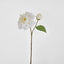 Peony Stem 61cm White - Pack of 16