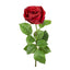 Cabbage Rose Real Touch 65cm Red - Pack of 12