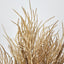 Pampas Seed Spray Brown - Pack of 2