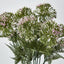 Wild Dandelion Bush x 7 Light Pink