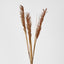 Pampas Grass Spray Brown
