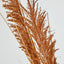 Pampas Grass Spray Brown
