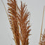 Pampas Grass Spray Brown