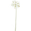 Nerine Lily Stem 61cm White - Pack of 12