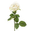 Cabbage Rose Real Touch 65cm White - Pack of 12