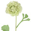 Ranunculus Stem 56cm Green - Pack of 12