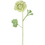 Ranunculus Stem 56cm Green - Pack of 12
