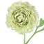 Ranunculus Stem 56cm Green - Pack of 12