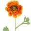 Ranunculus Stem 56cm Orange - Pack of 12