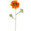 Ranunculus Stem 56cm Orange - Pack of 12