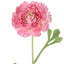 Ranunculus Stem 56cm Pink - Pack of 12