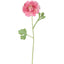 Ranunculus Stem 56cm Pink - Pack of 12