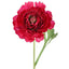 Ranunculus Stem 56cm Dark Pink - Pack of 12
