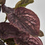 Burgundy Real Touch Peperomia Potted Bush 28cm