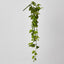 Hanging Philo Vine 76cm