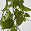 Hanging Philo Vine 76cm