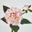 Frilly Pink Dahlia - Pack of 24