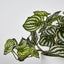 Real Touch Hanging Watermelon Peperomia in White Pot - Pack of 12