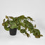 Real Touch Hanging Watermelon Peperomia in Black Pot - Pack of 6