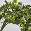 Veriegated Sage Ivy Hanging Bush x 10 - Pack of 6